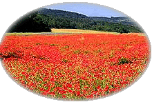 A Field of Poppies