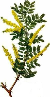 Sprig of Acacia