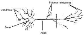 Neuronas