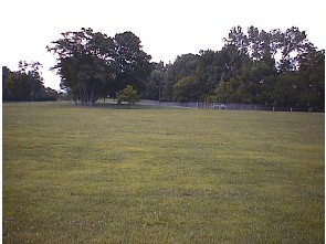 tc grove field.JPG (23710 bytes)