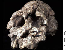 A 3.5-million-year-old skull found by Kenyan 
researchers on a National Geographic Society expedition in 1998-99